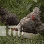 Gallinas de Nandaime es una buena opción en este periodo de Navidad Gallinas de patio es una buena opción en este periodo de diciembre en Nandaime