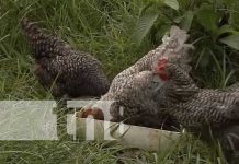 Gallinas de patio es una buena opción en este periodo de diciembre en Nandaime