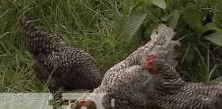 Gallinas de patio es una buena opción en este periodo de diciembre en Nandaime