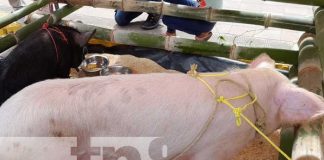Foto: Proyectan ferias de cerdo y chompipes en municipios de Diriá y Diriomo / TN8