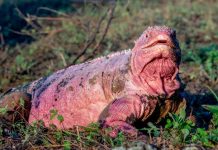 Hallan crías de iguana rosada que se creían extintas Hallan crías de iguana rosada que se creían extintas