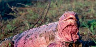 Hallan crías de iguana rosada que se creían extintas