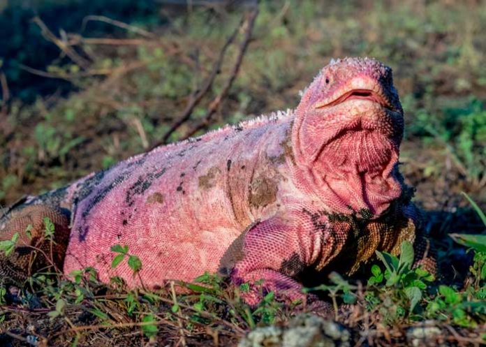 Hallan crías de iguana rosada que se creían extintas