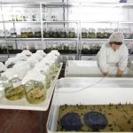 Sanguijuelas medicinales: para qué sirven y por qué son efectivas Sanguijuelas medicinales: para qué sirven y por qué son efectivas