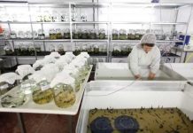 Sanguijuelas medicinales: para qué sirven y por qué son efectivas Sanguijuelas medicinales: para qué sirven y por qué son efectivas