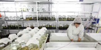 Sanguijuelas medicinales: para qué sirven y por qué son efectivas