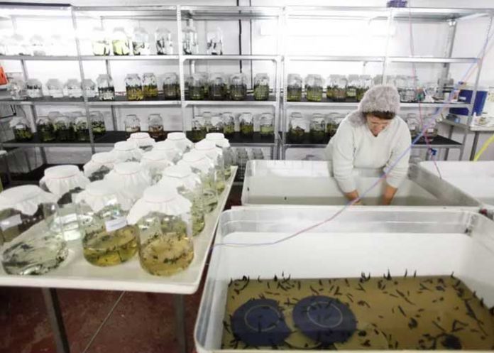 1 Sanguijuelas medicinales: para qué sirven y por qué son efectivas