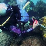 Rara enfermedad está matando a los corales en Tailandia