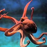 Por esta razón el pulpo tiene cerebro “similar” al de un humano Por esta razón el pulpo tiene cerebro “similar” al de un humano