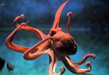 Por esta razón el pulpo tiene cerebro “similar” al de un humano