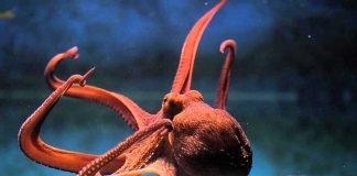 Por esta razón el pulpo tiene cerebro “similar” al de un humano