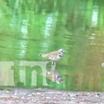 En Cañón de Somoto logran identificar 40 especies de aves