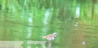 En Cañón de Somoto logran identificar 40 especies de aves