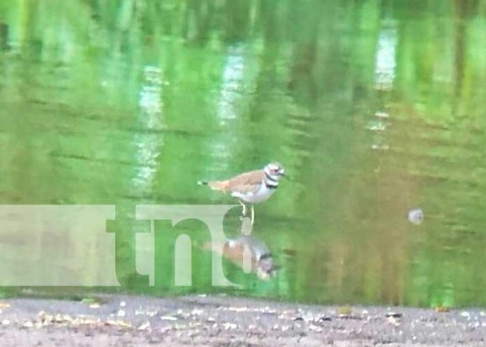 En Cañón de Somoto logran identificar 40 especies de aves