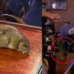 Rata cae sobre la mesa de los clientes