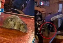 Asquerosa rata cae sobre la mesa cuando amigos tomaban sus «traguitos» Rata cae sobre la mesa de los clientes