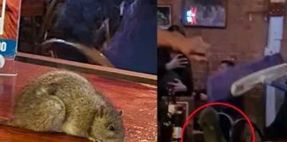 Rata cae sobre la mesa de los clientes
