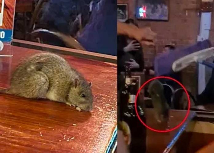 Rata cae sobre la mesa de los clientes