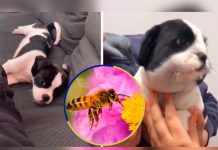 Cachorro se come una abeja y termina con su cara inflamada Cachorro se come una abeja y termina con su cara inflamada