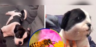 Cachorro se come una abeja y termina con su cara inflamada