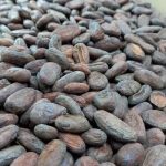 Inauguran el II Certamen Nacional Cacao de Excelencia en Matagalpa Inauguran el II Certamen Nacional Cacao de Excelencia en Matagalpa