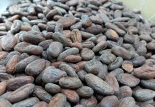 Inauguran el II Certamen Nacional Cacao de Excelencia en Matagalpa Inauguran el II Certamen Nacional Cacao de Excelencia en Matagalpa