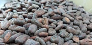 Inauguran el II Certamen Nacional Cacao de Excelencia en Matagalpa