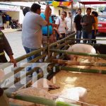 Proyectan ferias de cerdo y chompipes en municipios de Diriá y Diriomo Foto: Proyectan ferias de cerdo y chompipes en municipios de Diriá y Diriomo / TN8