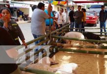 Proyectan ferias de cerdo y chompipes en municipios de Diriá y Diriomo Foto: Proyectan ferias de cerdo y chompipes en municipios de Diriá y Diriomo / TN8