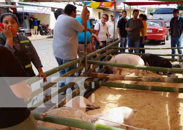 2 Foto: Proyectan ferias de cerdo y chompipes en municipios de Diriá y Diriomo / TN8