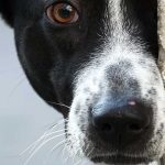 De qué color ven los perros: lo que dice la ciencia De qué color ven los perros: lo que dice la ciencia