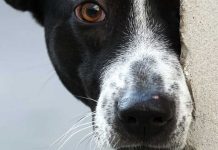 De qué color ven los perros: lo que dice la ciencia De qué color ven los perros: lo que dice la ciencia