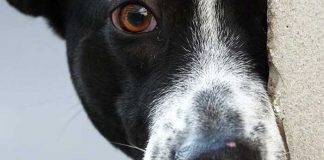 De qué color ven los perros: lo que dice la ciencia