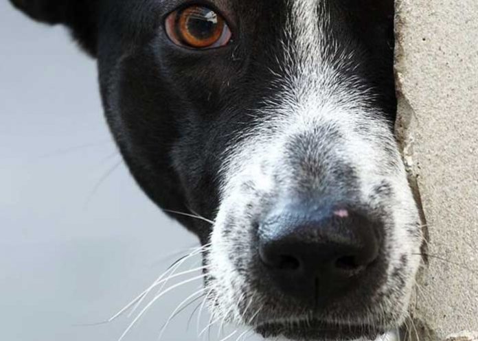 De qué color ven los perros: lo que dice la ciencia