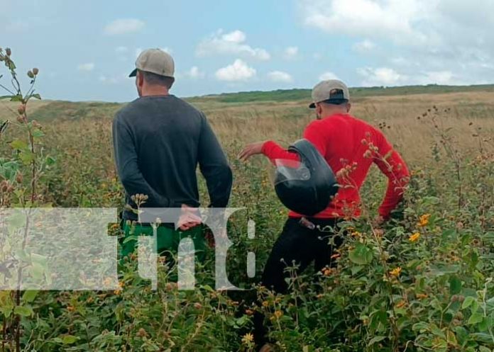 Encuentran huesos de caballo en predio baldío del km 29 de la Ctra. Sur