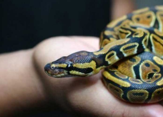 3 Investigación revela que las serpientes también tienen clítoris