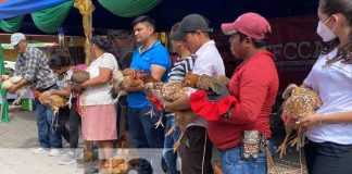 Foto: MEFCCA elige a la Gallina Porroca más grande de Chontales / TN8