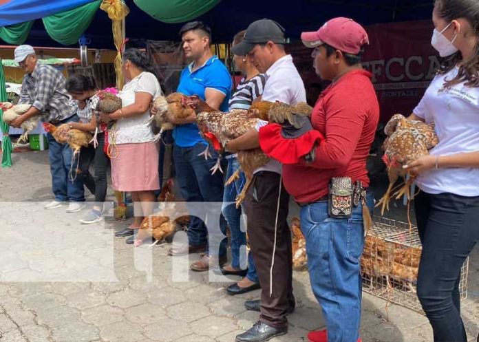 Foto: MEFCCA elige a la Gallina Porroca más grande de Chontales / TN8