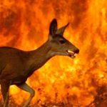 Aseguran que para el 2100 la Tierra perderá una cuarta parte de su biodiversidad Aseguran que para el 2100 la Tierra perderá una cuarta parte de su biodiversidad