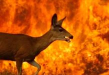 Aseguran que para el 2100 la Tierra perderá una cuarta parte de su biodiversidad Aseguran que para el 2100 la Tierra perderá una cuarta parte de su biodiversidad