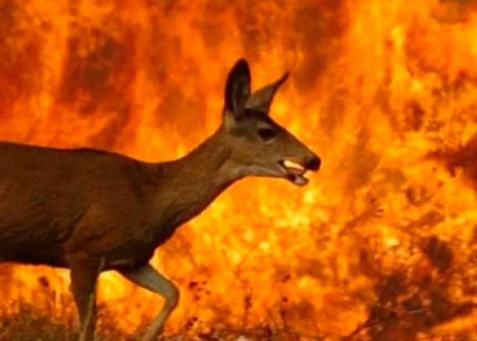 Aseguran que para el 2100 la Tierra perderá una cuarta parte de su biodiversidad