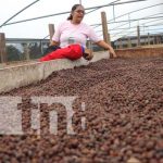 En Siuna, se levanta la cosecha de café robusta desde hace tres años En Siuna, se levanta la cosecha de café robusta desde hace tres años