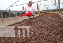 En Siuna, se levanta la cosecha de café robusta desde hace tres años En Siuna, se levanta la cosecha de café robusta desde hace tres años