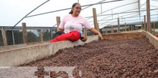 En Siuna, se levanta la cosecha de café robusta desde hace tres años