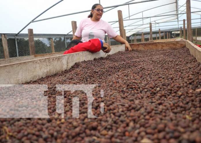 En Siuna, se levanta la cosecha de café robusta desde hace tres años