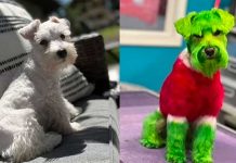 Inaceptable: tiktoker tiñe a su perro para “que se parezca al Grinch” (video) Tiñó a su perro de verde para “hacerlo parecido al Grinch”