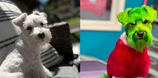 Tiñó a su perro de verde para “hacerlo parecido al Grinch”