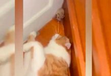 La tierna reacción de un ratón quedó captada en video