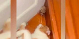 La tierna reacción de un ratón quedó captada en video