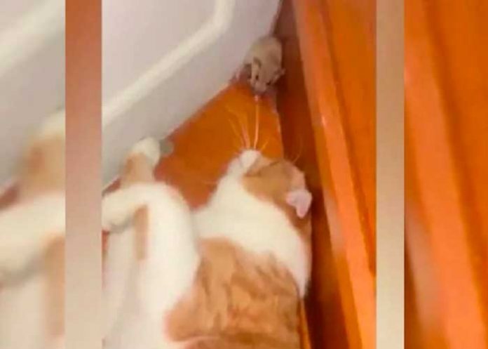 7 La tierna reacción de un ratón quedó captada en video